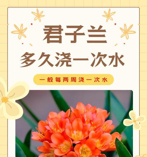 君子兰浇水后多久干合适？如何判断浇水是否适量？