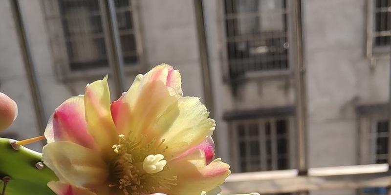 梨花仙人掌的种植技巧及开花条件？