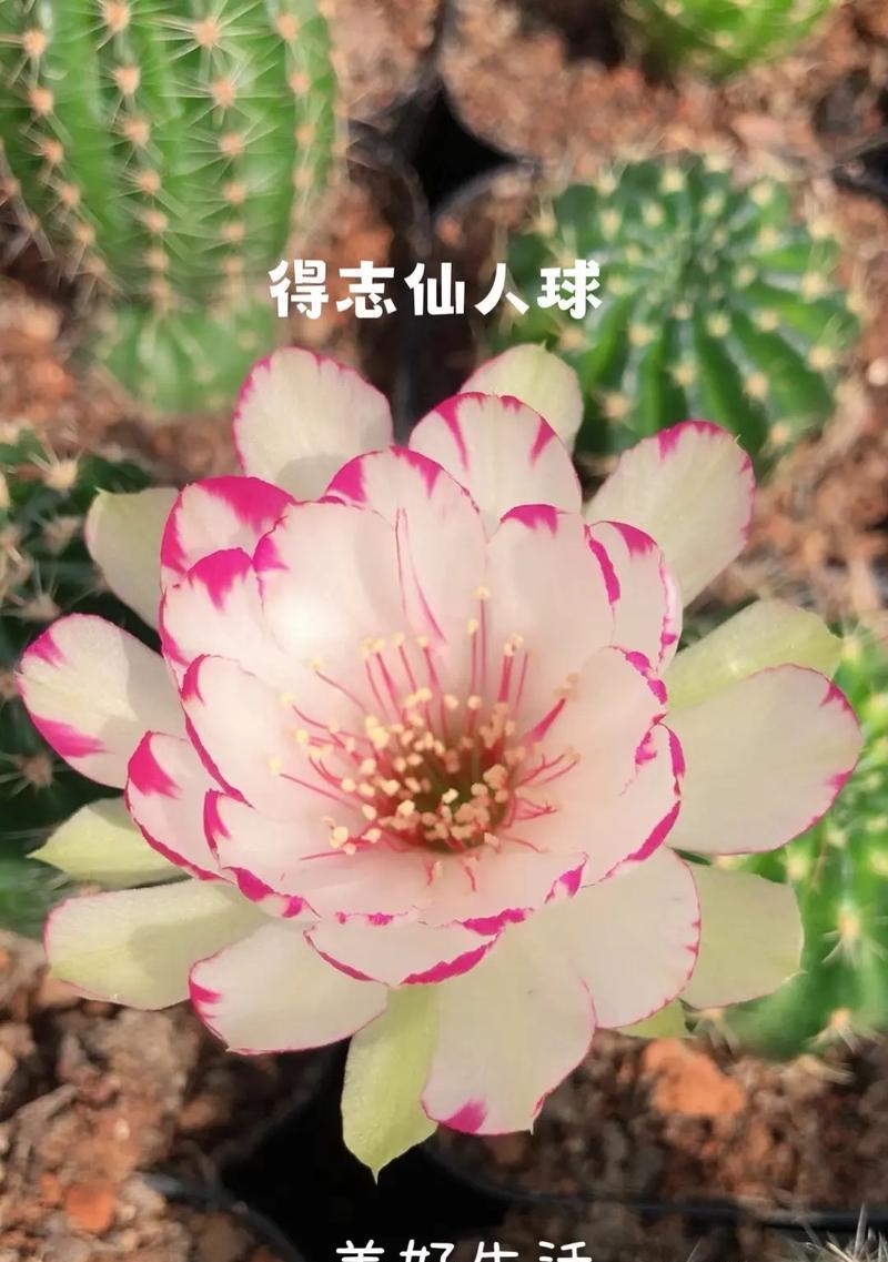梨花仙人掌的种植技巧及开花条件？