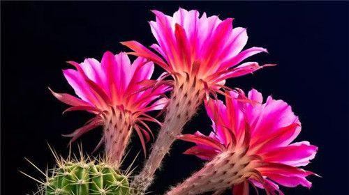梨花仙人掌的种植技巧及开花条件？