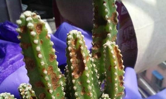 自然仙人掌叶片发黄的原因是什么？