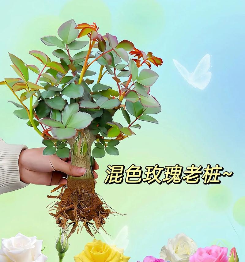 月季玫瑰花盆栽美观的技巧有哪些？
