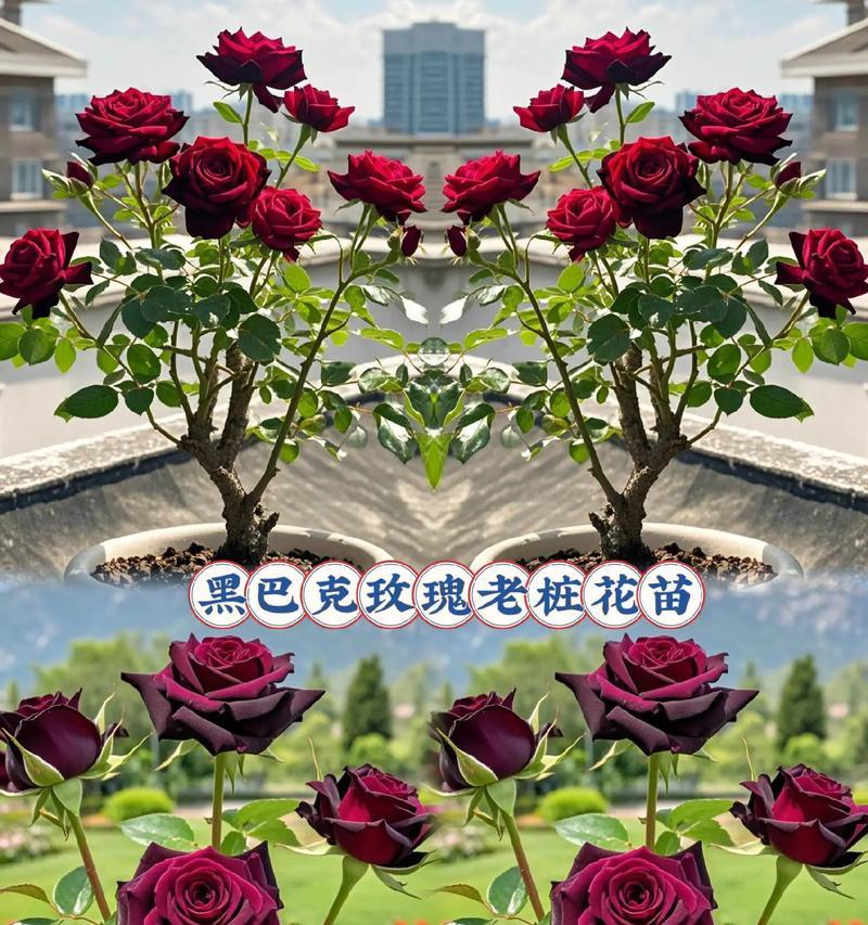 月季玫瑰花盆栽美观的技巧有哪些？