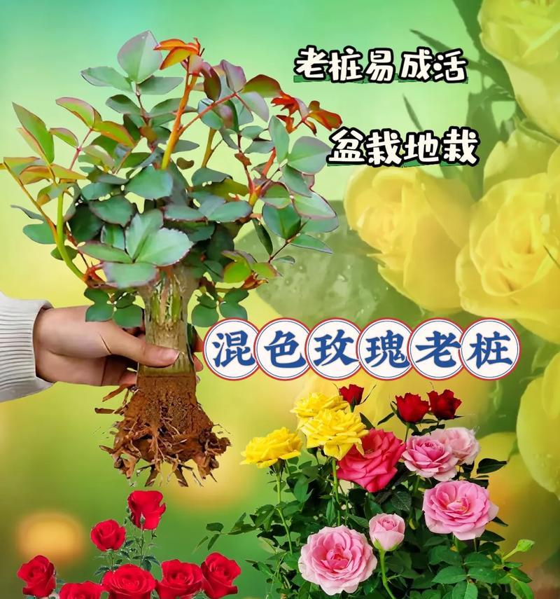 玫瑰花发芽后如何辨别？玫瑰花发芽后需要什么特殊照顾？