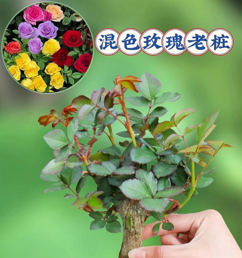 玫瑰花发芽后如何辨别？玫瑰花发芽后需要什么特殊照顾？