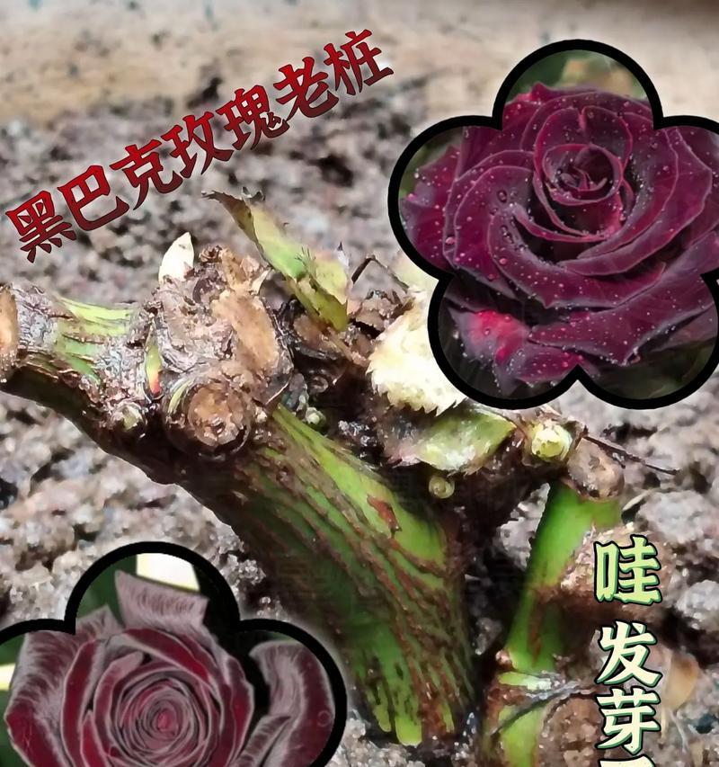 玫瑰花发芽后如何辨别？玫瑰花发芽后需要什么特殊照顾？