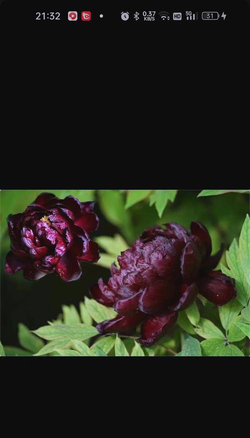 国产玫瑰花品种有哪些特点？