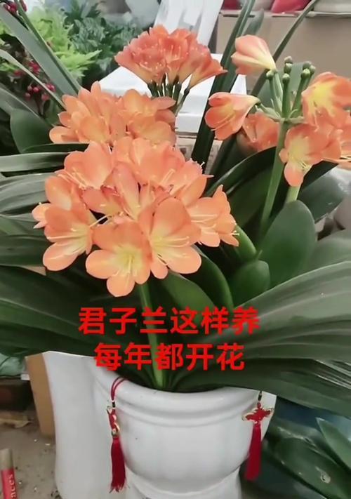 福硕花卉君子兰的养殖方法和注意事项是什么？
