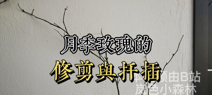 淑女玫瑰花修剪枝条的最佳时机是什么时候？