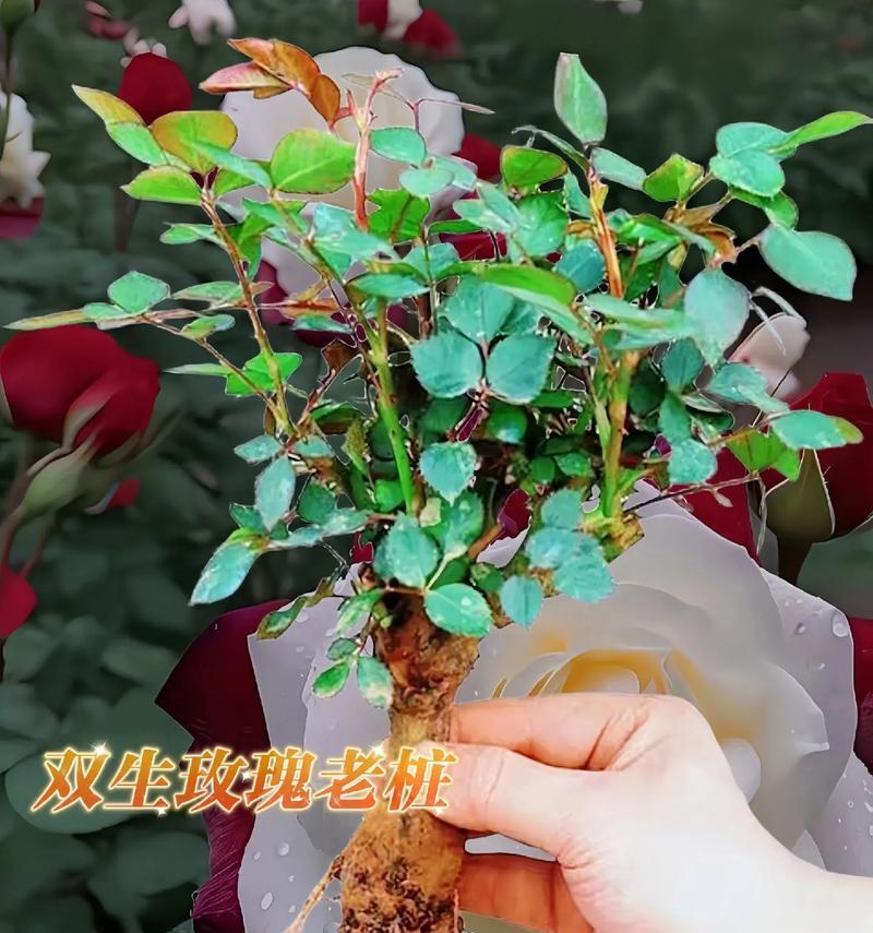 毛线玫瑰花的盆栽方法有哪些？