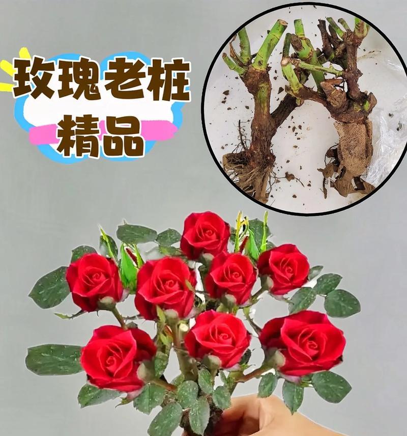 毛线玫瑰花的盆栽方法有哪些？