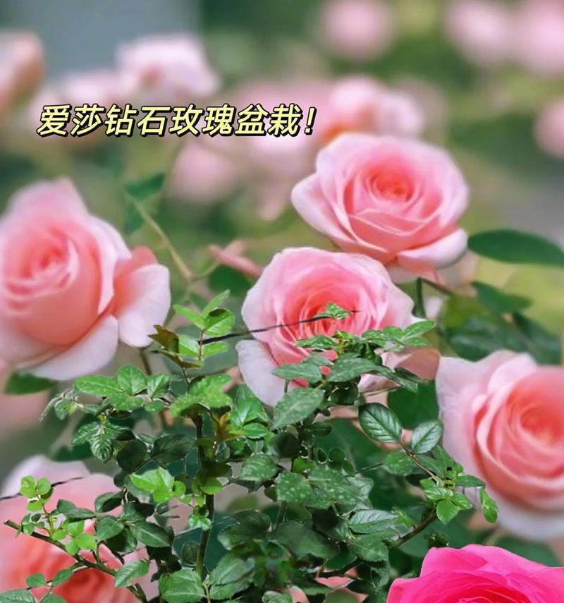艾莎玫瑰花的扦插方法是什么？需要哪些特别的步骤？