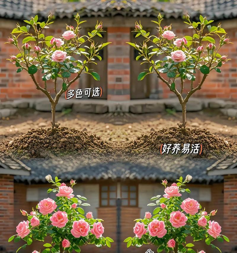 艾莎玫瑰花的扦插方法是什么？需要哪些特别的步骤？