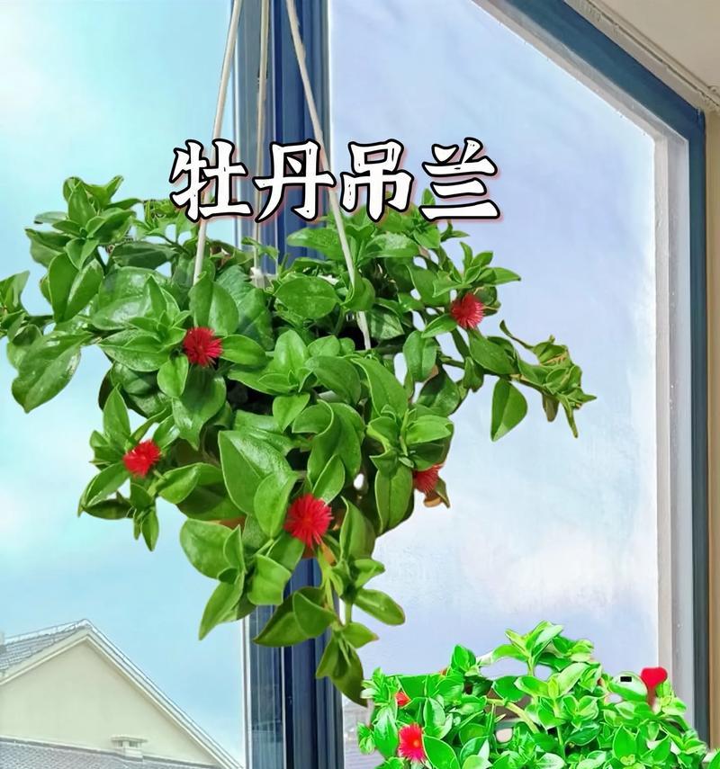 牡丹花盆栽养护有哪些技巧？