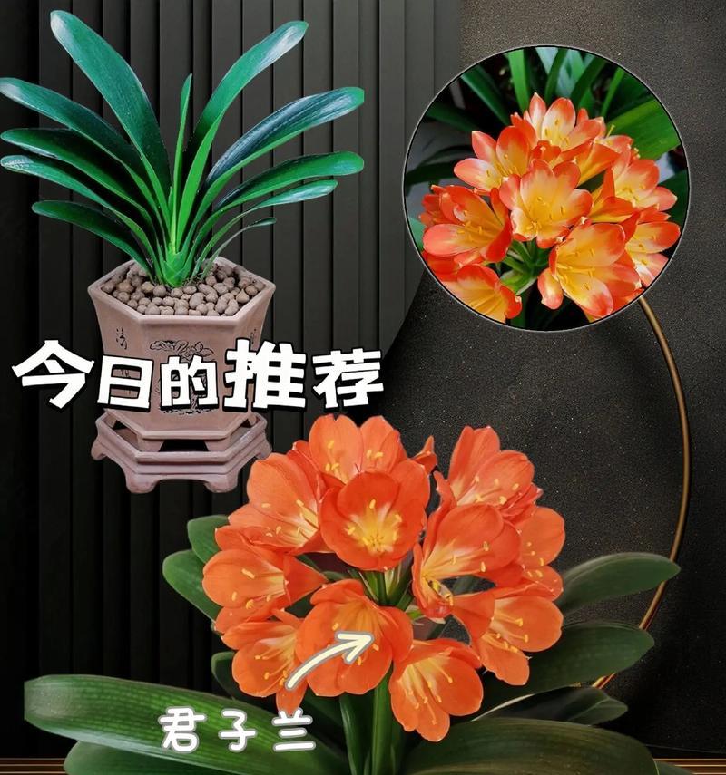 君子兰盆栽有哪些禁忌？如何避免这些禁忌？
