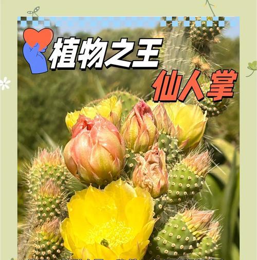 黄毛兔仙人掌养殖方法是什么？