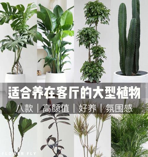 君子兰常青藤的养护方法是什么？