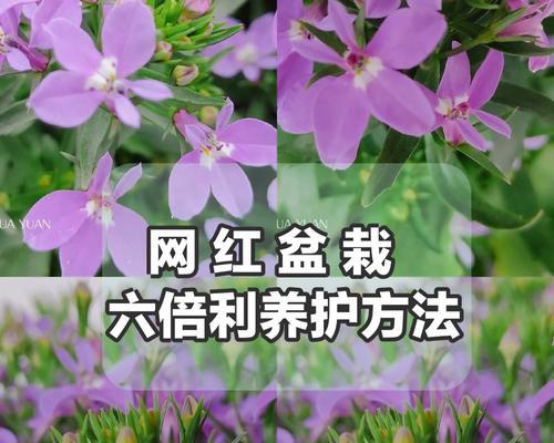 君子兰常青藤的养护方法是什么？