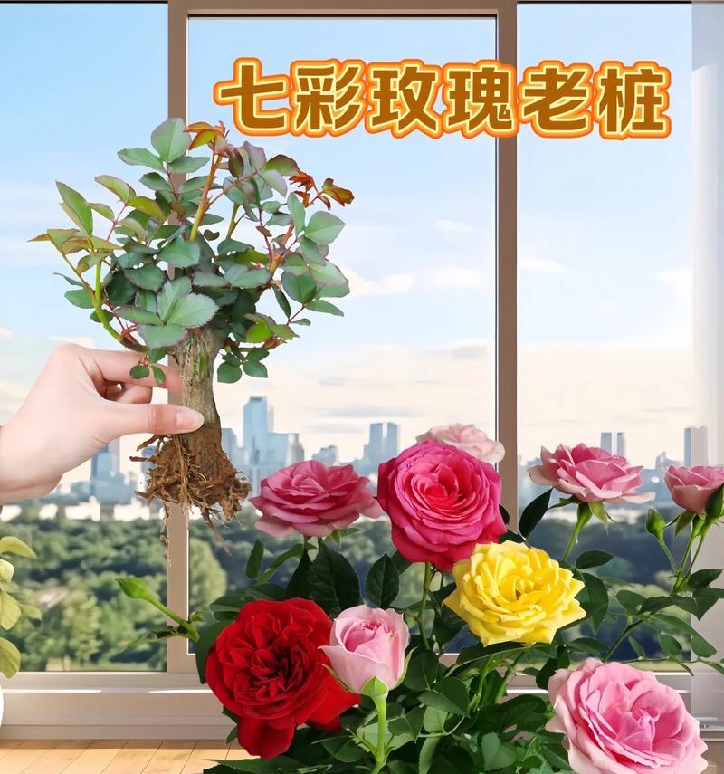 哪种花品种像玫瑰花树？