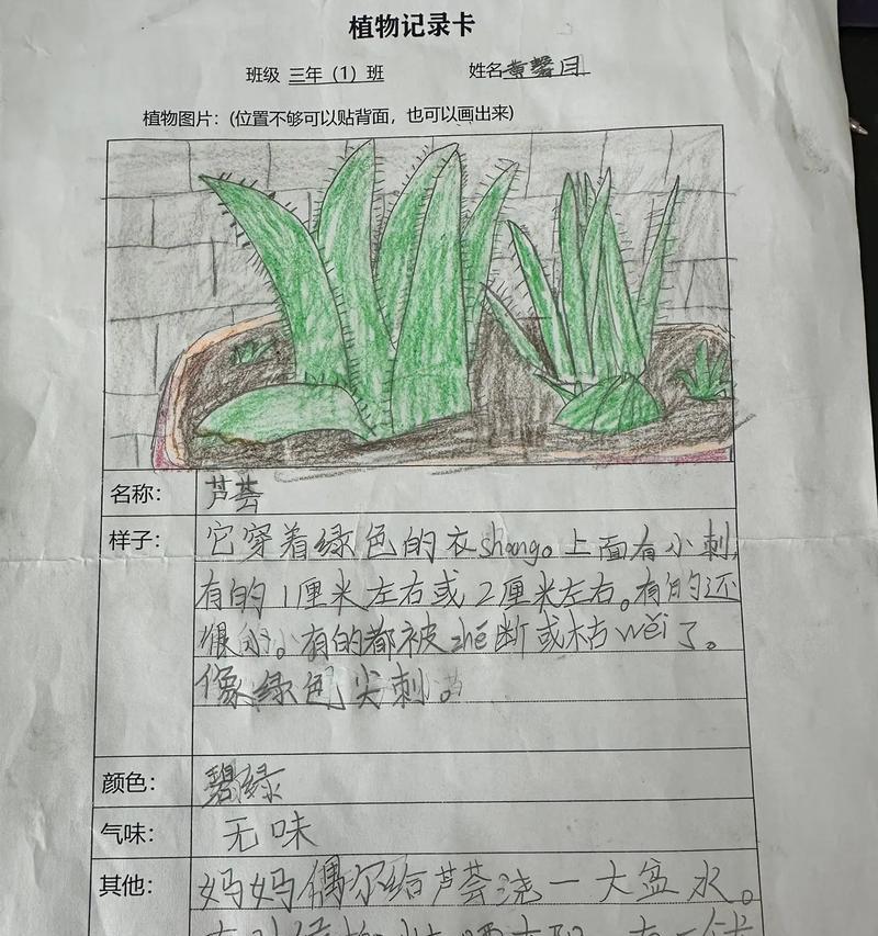 仙人球的浇水频率和量是多少？怎样避免浇水过多或过少？