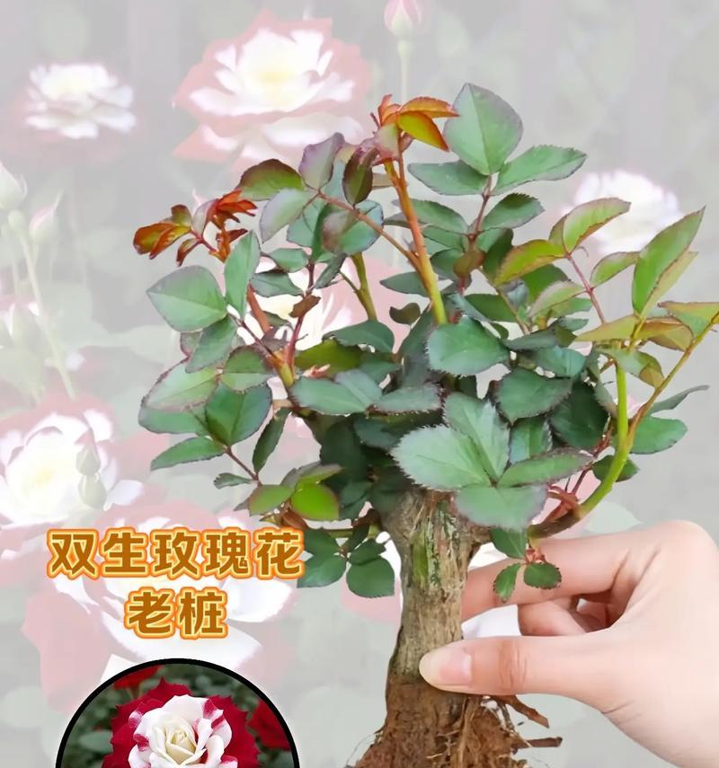 玫瑰花怎么嫁接成苗子的？嫁接后如何管理？