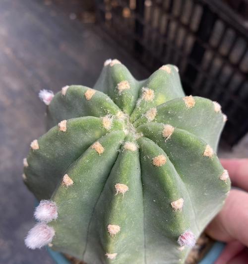 多种多样的仙人球养护方法有哪些？常见问题如何解决？