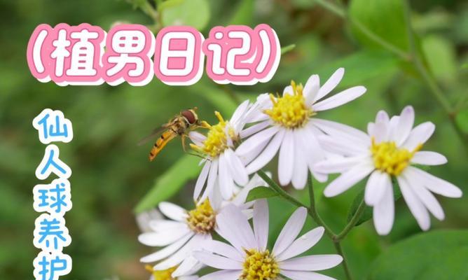 多种多样的仙人球养护方法有哪些？常见问题如何解决？
