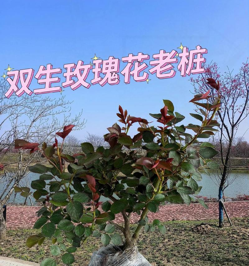 山玫瑰花的种植技巧有哪些？如何确保成活？