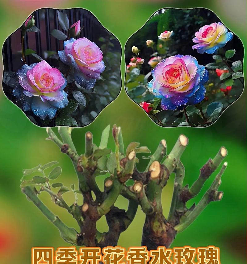 哪种玫瑰花的花期更长且香味更浓？