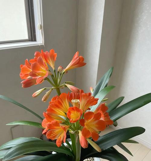 哪种君子兰品种开花最勤？
