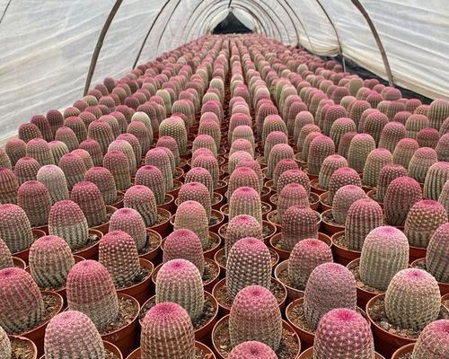 仙人球绿植盆栽的养护方法是什么？如何保持健康？