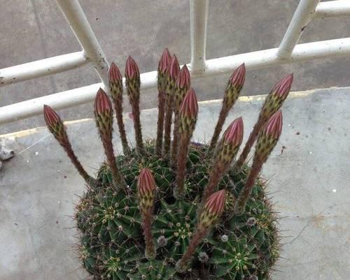 仙人球绿植盆栽的养护方法是什么？如何保持健康？