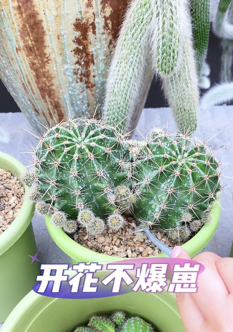 仙人球绿植盆栽的养护方法是什么？如何保持健康？