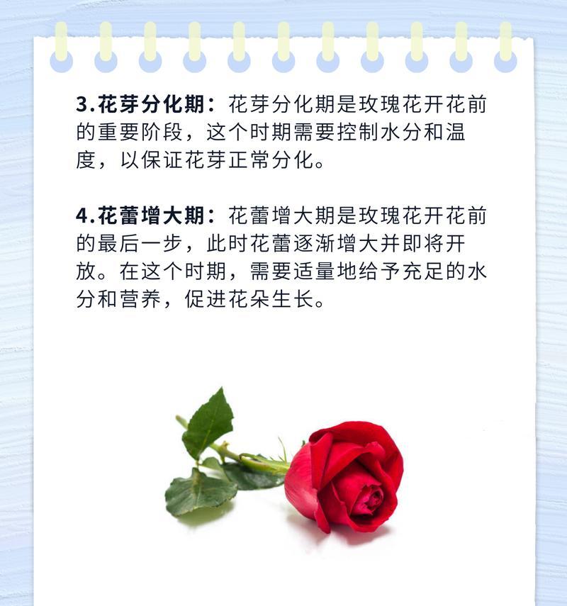 市场上的玫瑰花栽培技巧是什么？如何保持其美观？