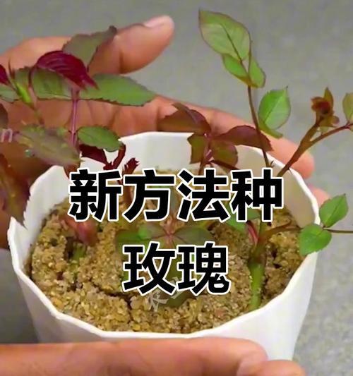 市场上的玫瑰花栽培技巧是什么？如何保持其美观？