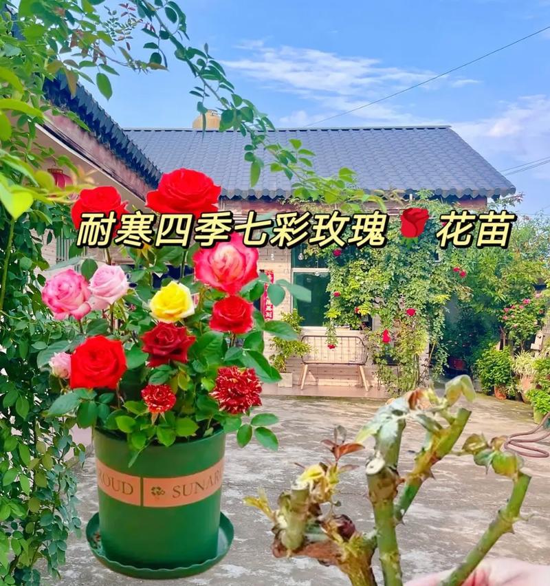 市场上的玫瑰花栽培技巧是什么？如何保持其美观？