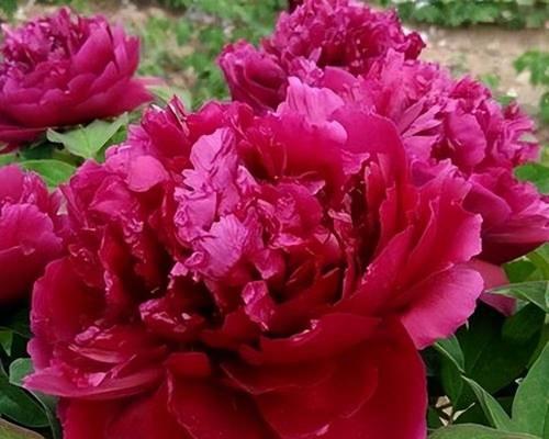花友的牡丹花盆栽养护需要注意什么？