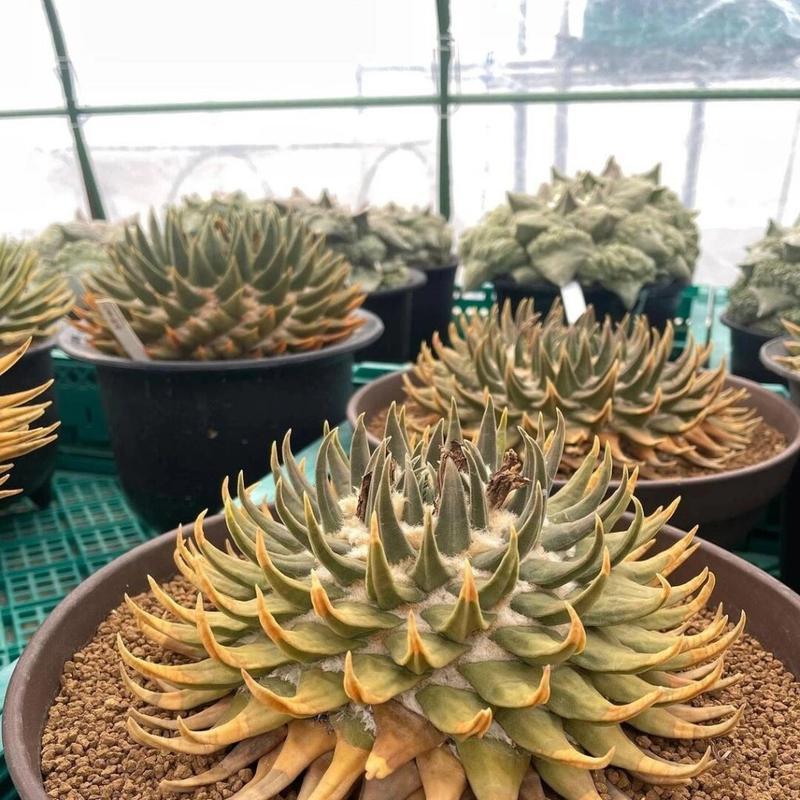 kk肋骨乌仙人球与普通肋骨的区别是什么？