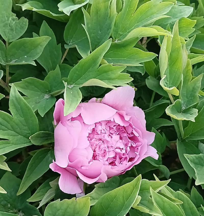 牡丹花能否整棵开花？如何养护？
