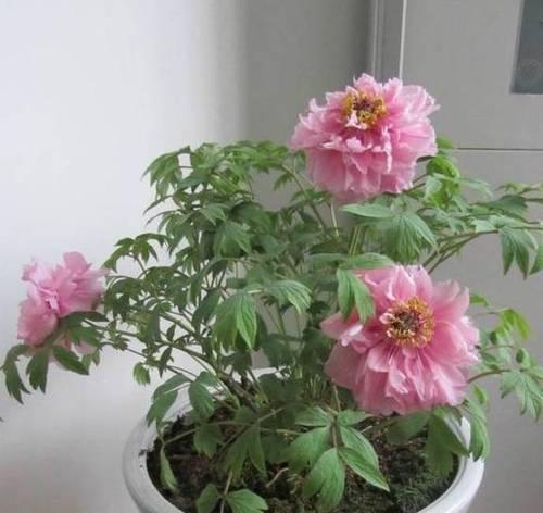 牡丹花能否整棵开花？如何养护？