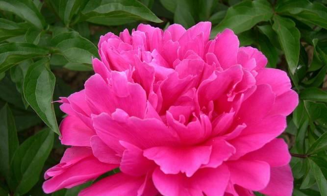 牡丹花能否整棵开花？如何养护？