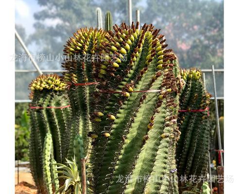 降龙棍仙人掌种植方法是什么？
