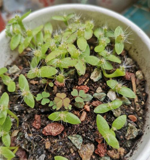 降龙棍仙人掌种植方法是什么？