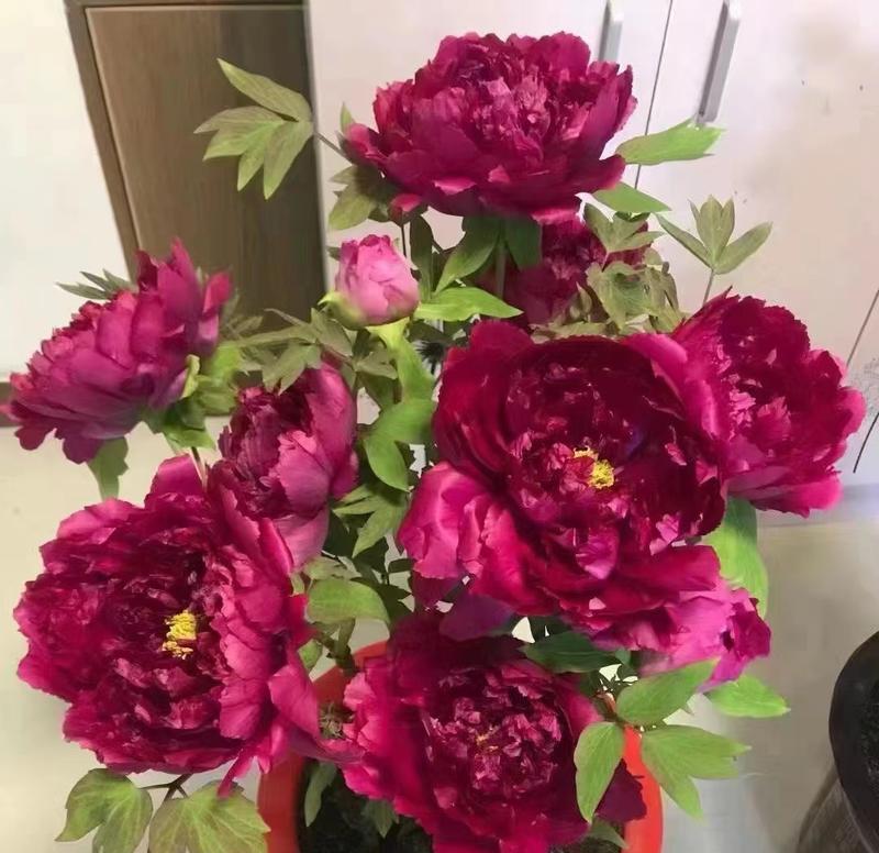 小型牡丹花开花的养护技巧有哪些？