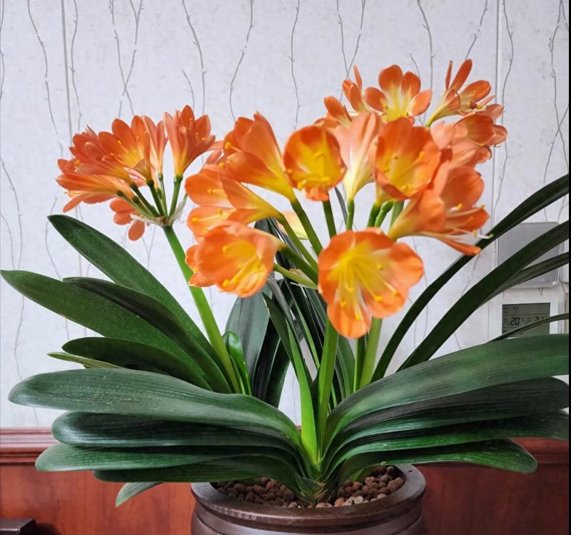 哪种花盆最适合且易于养护君子兰？