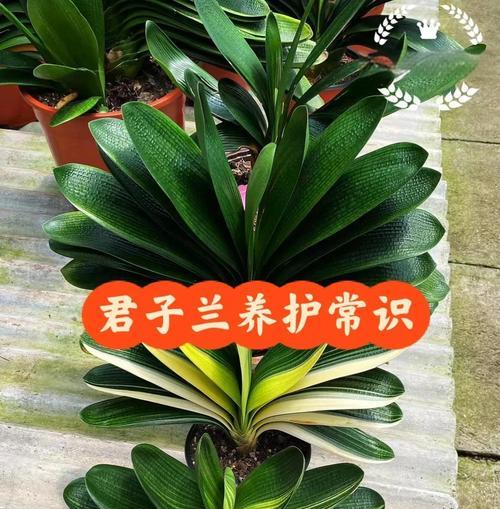 哪种花盆最适合且易于养护君子兰？