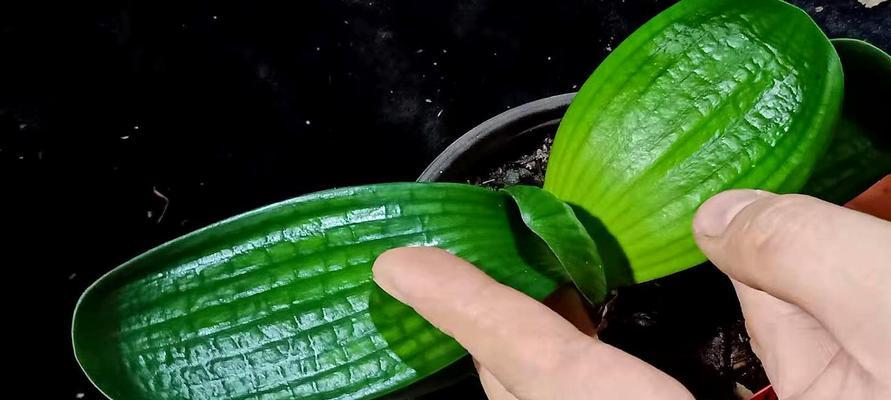 君子兰晚熟了养护管理有哪些技巧？