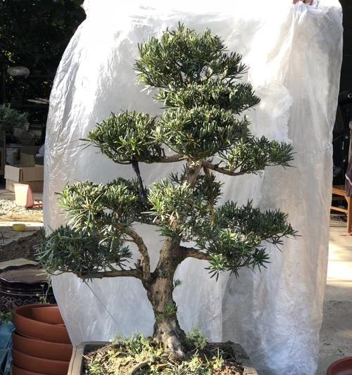 小王家仙人球的养殖方法是什么？