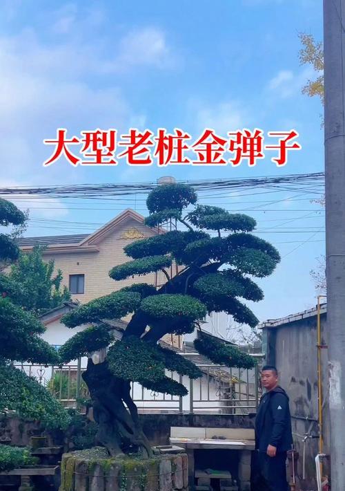 小王家仙人球的养殖方法是什么？