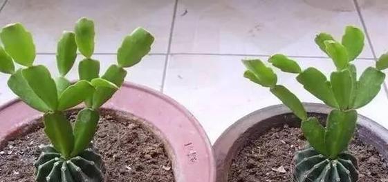 仙人掌抓了施肥方法是什么？